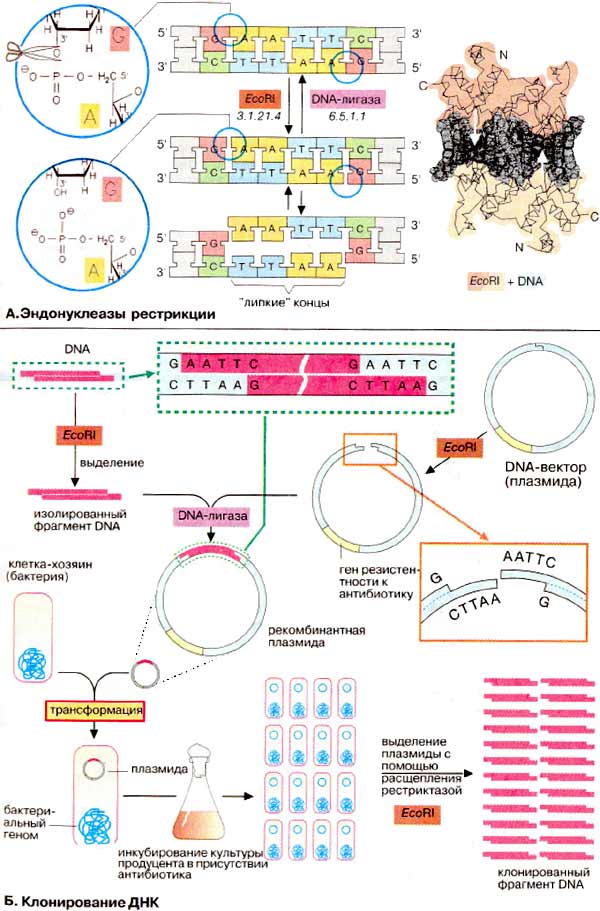 Реферат: Конструирование, клонирование и отбор рекомбинантных молекул ДНК