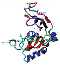 Структура С-домена белка фактора терминации трансляции человека, полученная методом ЯМР-спектроскопии
