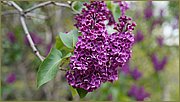 dsc05775.jpg