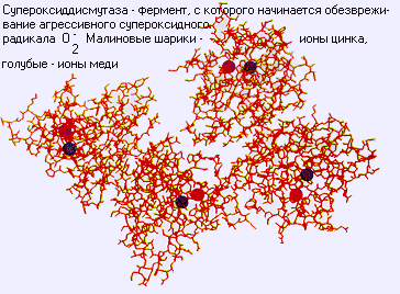 ferm1.gif (36543 bytes)