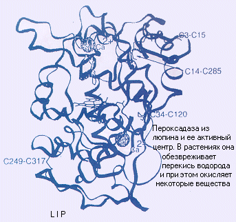ferm5.gif (45396 bytes)