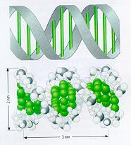 genom1.jpg (10217 bytes)