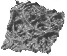 nanatr1.gif (35342 bytes)