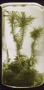sad1.gif (24389 bytes)