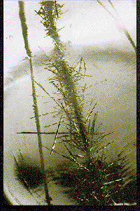 sad2.gif (31953 bytes)