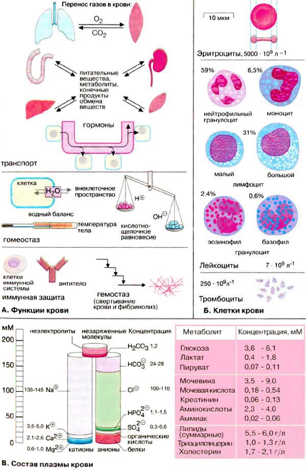 Эритроцит функции клетки. Компоненты крови функции. Схема строения крови. Структурные компоненты крови и их функции. Строение периферической крови.