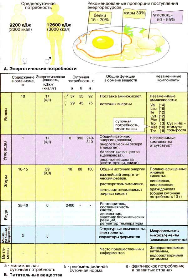 Жиры кдж г. Белки жиры углеводы витамины Минеральные вещества. Потребности в пище и питательных веществах. Основные питательные вещества таблица. Питательные вещества Минеральные вещества.