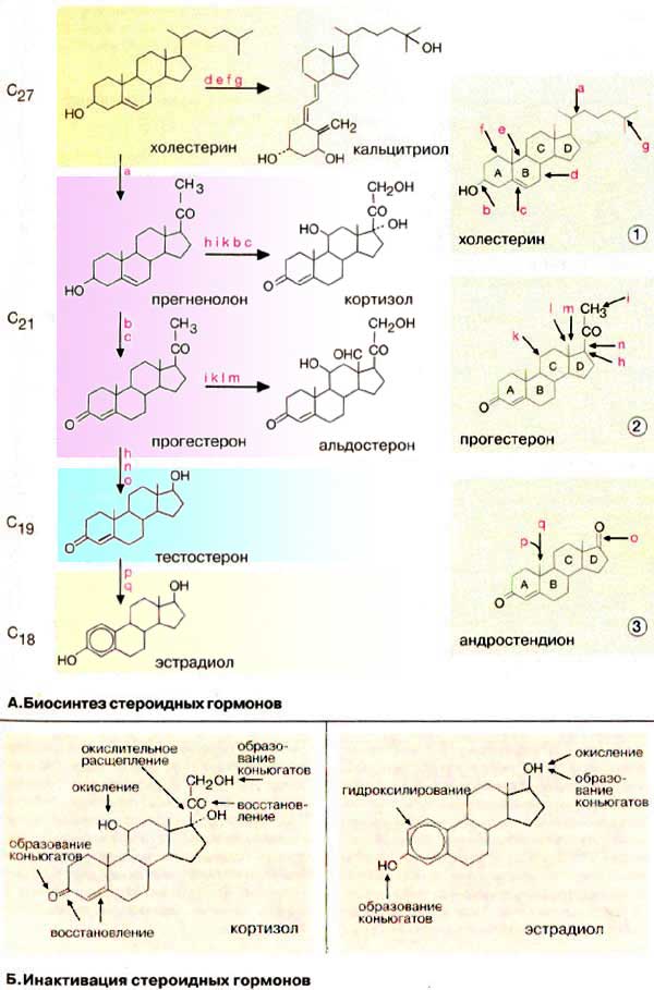Участвуют в синтезе гормонов. Схема синтеза стероидных гормонов. Инактивация стероидных гормонов схема. Биосинтез стероидных гормонов. Синтез стероидов из ацетил КОА.