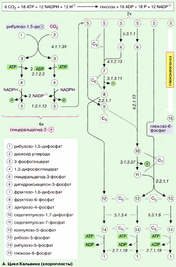 Цикл кальвина в хлоропластах. Наглядная биохимия Кольман. Цикл Кальвина это в биологии. Акцептором со2 в цикле Кальвина является.