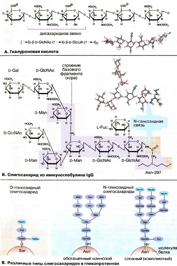 Гликозаминогликаны и гликопротеины