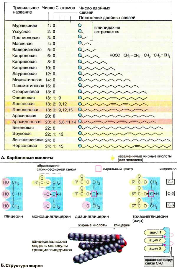 Жирные кислоты и нейтральные жиры