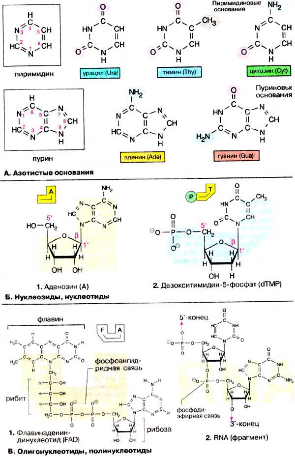 Азотистые основания и нуклеотиды